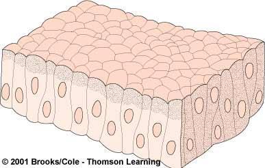 function for the organism. A. Epithelial Tissue Epithelial tissues cover the surfaces and line the cavities of the body.