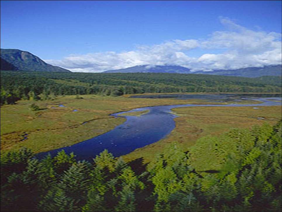 Estuaries Coastal wetlands are rich in nutrients, water is shallow and plants can attach to the bottom.