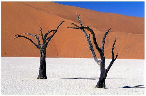 The scorching Namib desert in Africa cools