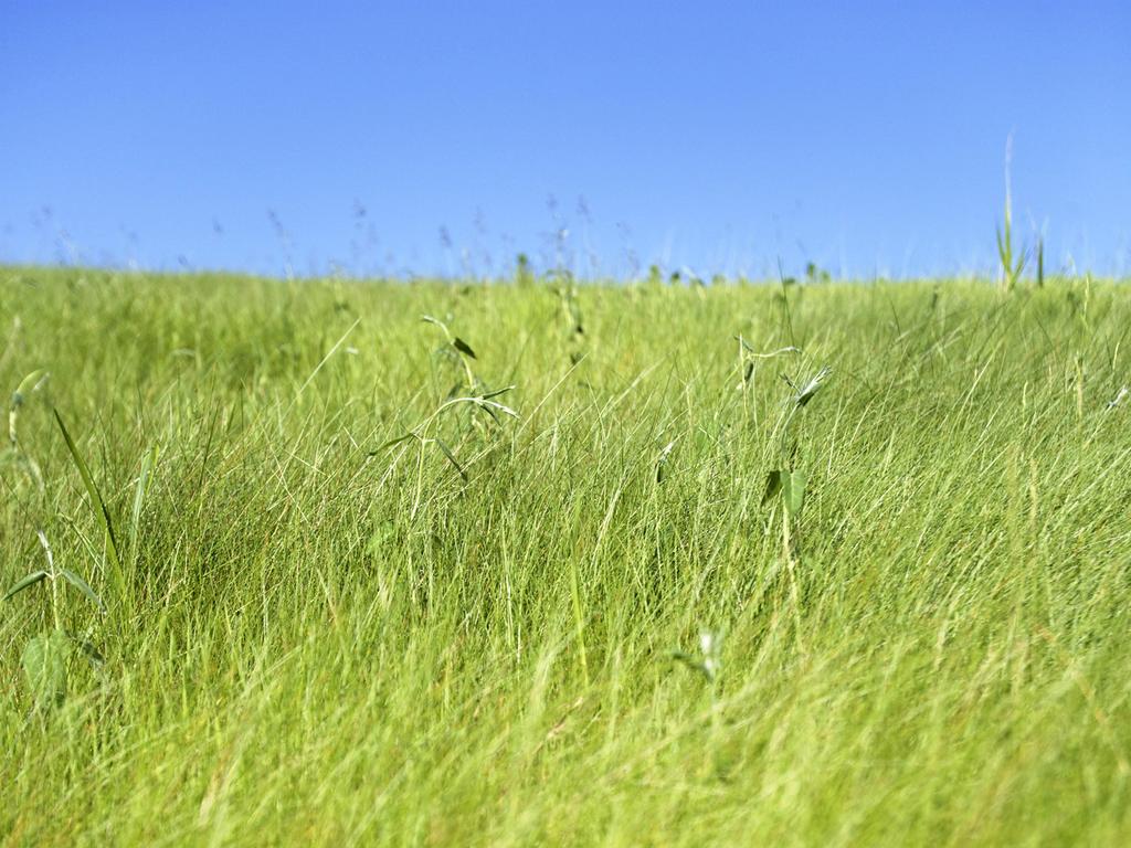 GRASSLANDS Grassland (prairie)= An area that is populated mostly by grasses and other