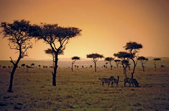 Savanna: Grassland that is located closer to the