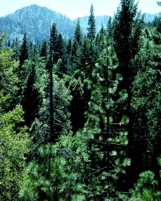 BOREAL FOREST (taiga) Mostly contains coniferous trees