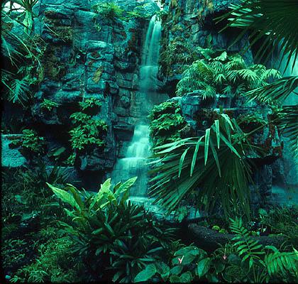 RAIN FORESTS There are 2