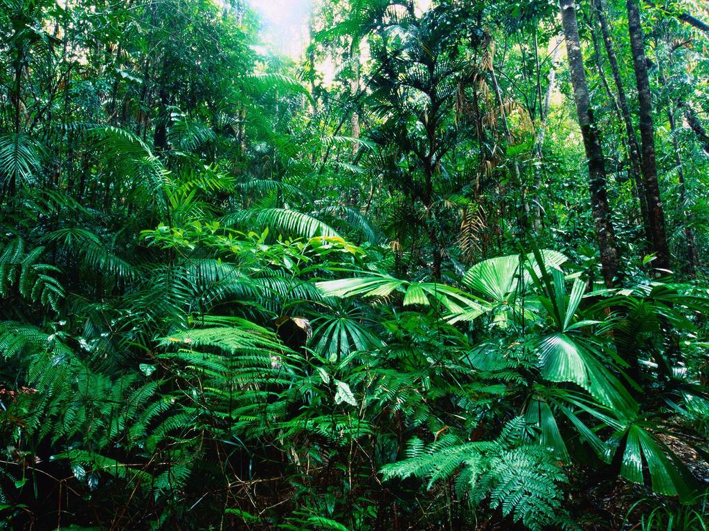 TROPICAL RAIN FORESTS Found in regions close to the equator Warm