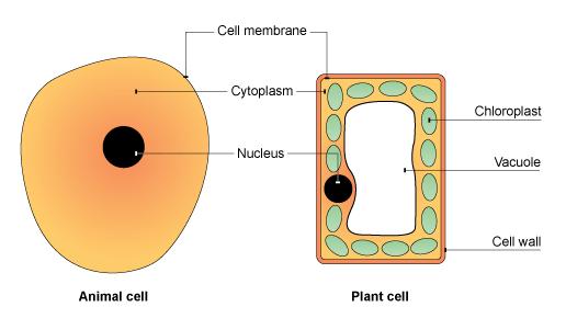 Animal cells usually have an irregular shape, and plant cells usually have a regular shape Cells are made up of different parts.