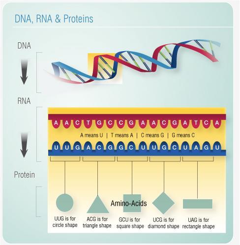 Ribosomes get their protein directions from the DNA sequence DNA RNA Proteins Specific Traits Bacteria have a few
