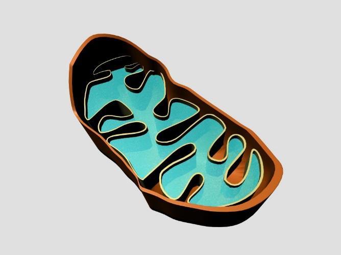 Mitochondria Inner fold increases the surface