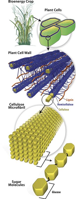 Cell Wall- Structure: Strong, supporting layer Found in plants, algae, fungi, and many prokaryotes (NOT found in animal cells) Found outside of the cell/plasma membrane Made of carbohydrates