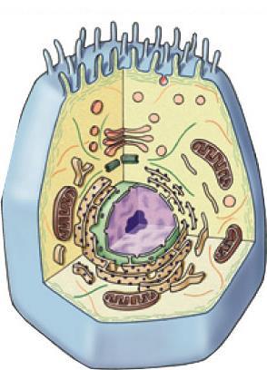 organelles, a true nucleus and