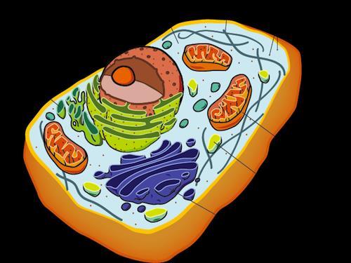 Eukaryotic Cells Larger More