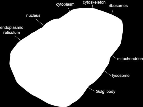 mitochondria, vacuoles, or