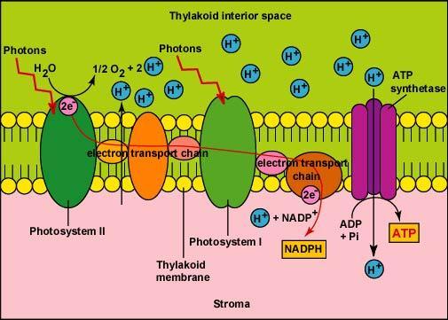 Stage 3: Electron Transport Chain Makes ATP Occurs
