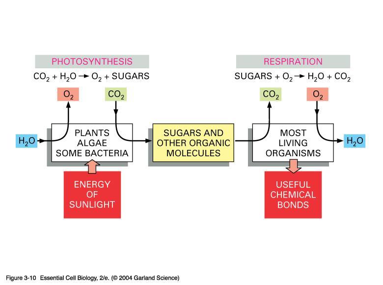 Photosynthesis vs Respiration