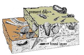 How do fossils form?