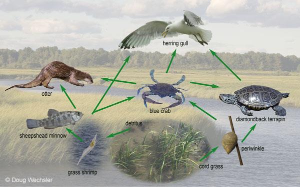 Energy Flow Food Web Links all the