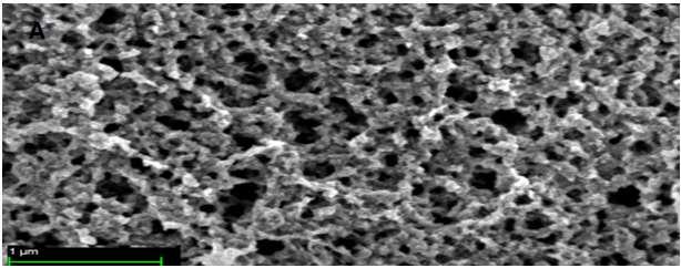 (Fig. 3) SEM of and (A) Magnetite nanoparticles (B) magnetic pentenoic acid nanoparticles Magnetization saturation (Ms) is the maximum possible magnetization, whereby an increase in magnetic field,