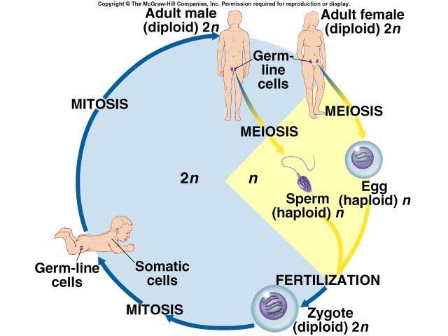 Meiosis = reduction division Meiosis special cell division in sexually reproducing organisms reduce 2n 1n diploid haploid half makes gametes