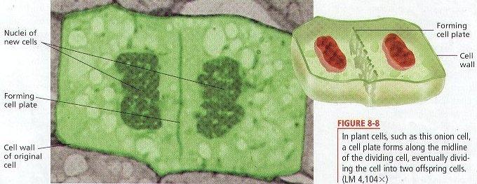 Cell) Animal or Plant cell &