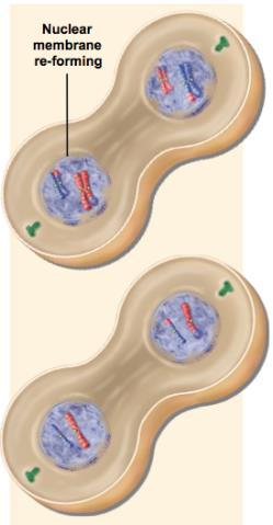 align on metaphase plate Anaphase II: sister chromatids are separated from each other Telophase II: