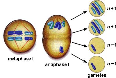 Errors in Meiosis Nondisjunction failure of chromosomes to move to opposite poles during either meiotic division Aneuploid gametes gametes with