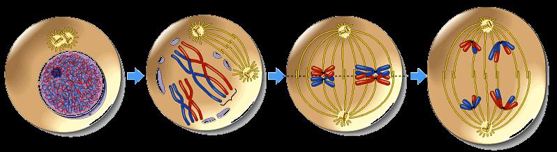 Overview of meiosis 2n=4
