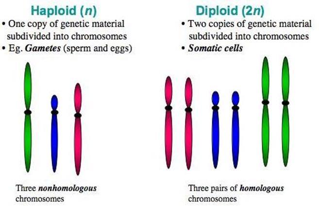 o These homologous chromosome pairs carry genes that control the same inherited characters. There are a pair of blood type genes, for instance, one from that person s mom and one from their dad.