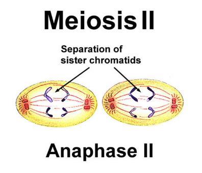 Telophase I: movement of homologous chromosomes continues until there is a haploid set (one from each