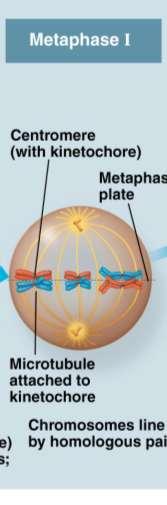 Metaphase I In metaphase I, tetrads line up at the metaphase plate, with one chromosome facing each pole Microtubules from one pole are