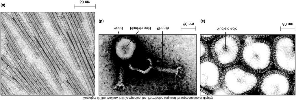 Fig. 01.09 Tobacco Mosaic Virus (TMV) Bacteriophage Influenza virus Figure 1.