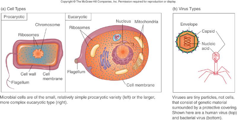 Types of microorganisms Bacteria Fungi (yeast and molds) Protozoa Microscopic algae Viruses Non-cellular