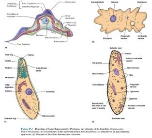 Protozoa Have a variety of shapes Could live individually or as a parasites (organism that can take the nutrients from living host) Move by pseudopods, flagella, cilia 51 Algae