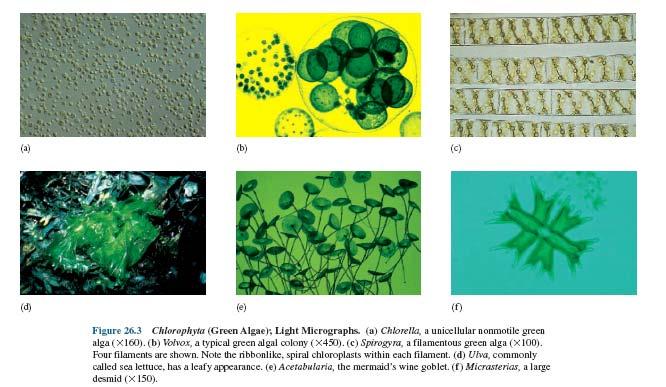 Algae Micrographs 55 Viruses Viruses are simple, acellular entities consisting of one or more molecules of either DNA or RNA enclosed in a coat of protein (and sometimes, in addition, substances such