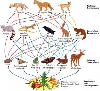 animals omnivores can survive on either plants or animals scavengers feed on the bodies of dead organisms decomposers