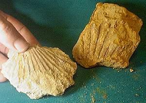 Kinds of Fossils Molds and Casts A mold is a hollow area in sediment in the shape
