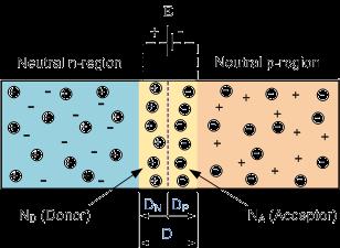 Equilbrium potential develops across the p-n junction