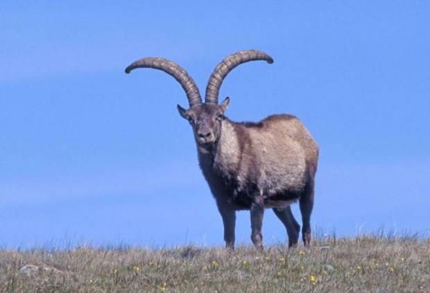 Five Extinct Creatures: Pyrenean Ibex The last was seen on January 6, 2000, when it was found