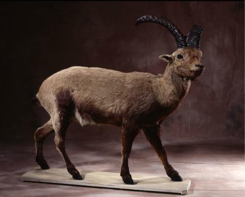 Five Extinct Creatures: Pyrenean Ibex In 2009, the ibex was unextinct when scientists