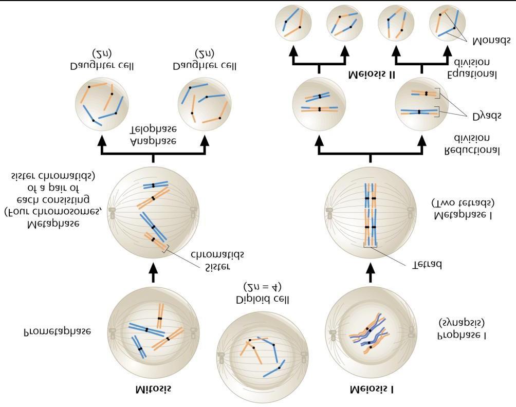 meiosis II GOL: to produce 4 genetically unique daughter gametes (egg & sperm) Mitosis Vs.