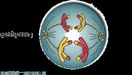 telophase I naphase I homologous chromosomes separate Telophase I results