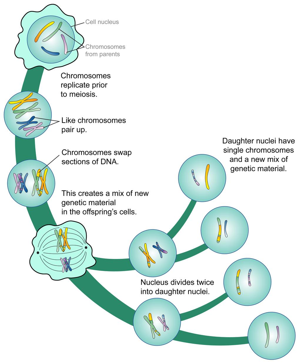 FIGURE 5.18 Phases of Meiosis. This flowchart of meiosis shows meiosis I in greater detail than meiosis II. Meiosis I but not meiosis II differs somewhat from mitosis.