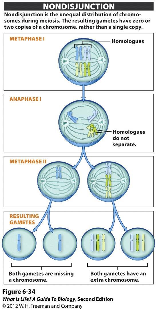 Nondisjunction The unequal distribution of chromosomes during meiosis Error of cell