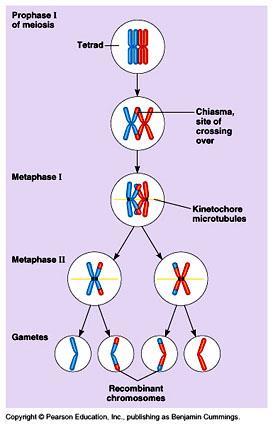 Crossing-Over Crossing-over during meiosis results in