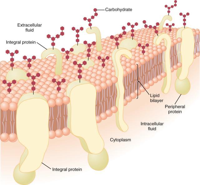 14 Cell Structure / Function Plasma Membrane