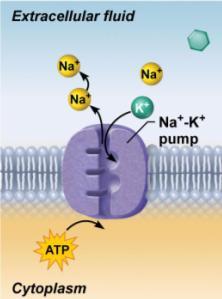 , kidney) 3) Carrier-mediated transport: a) Facilitated diffusion: b) Active transport: