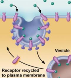 transport Exocystosis Molecules enter / exit via vesicle formation (energy