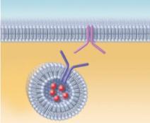 , bacteria) Exocytosis: Material exits cell (e.g.