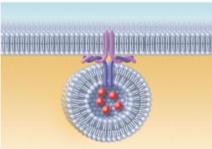 2 Nucleus 1) Cytoskeleton: Internal protein framework (microfilaments /