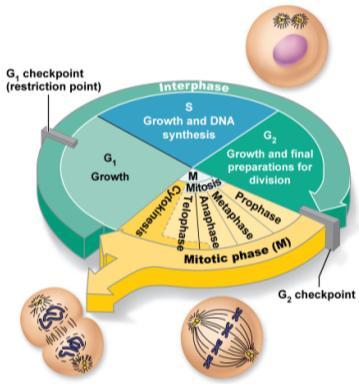 Translation (cytoplasm) Mitosis: Parental cell 2 Daughter cells (Full DNA)