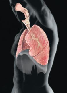 Organ s: (BI 236) Digestive Respiratory Urinary