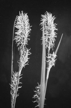 flowers, bracted inflorescences, loss of